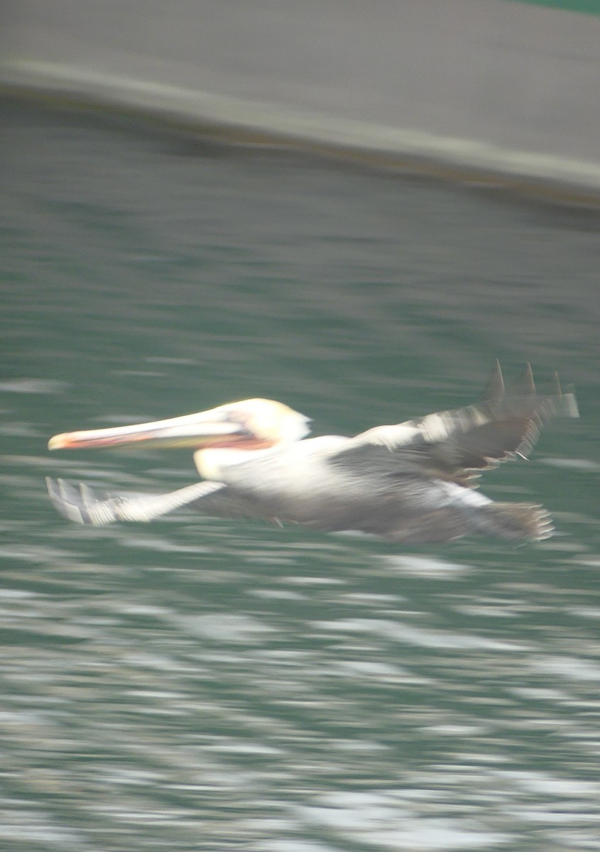 pelikán hnědý - ML628538154