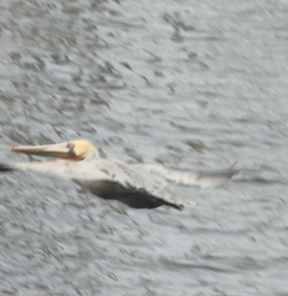 pelikán hnědý - ML628538156