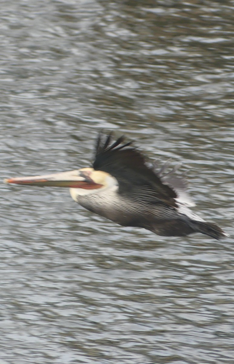 pelikán hnědý - ML628538157