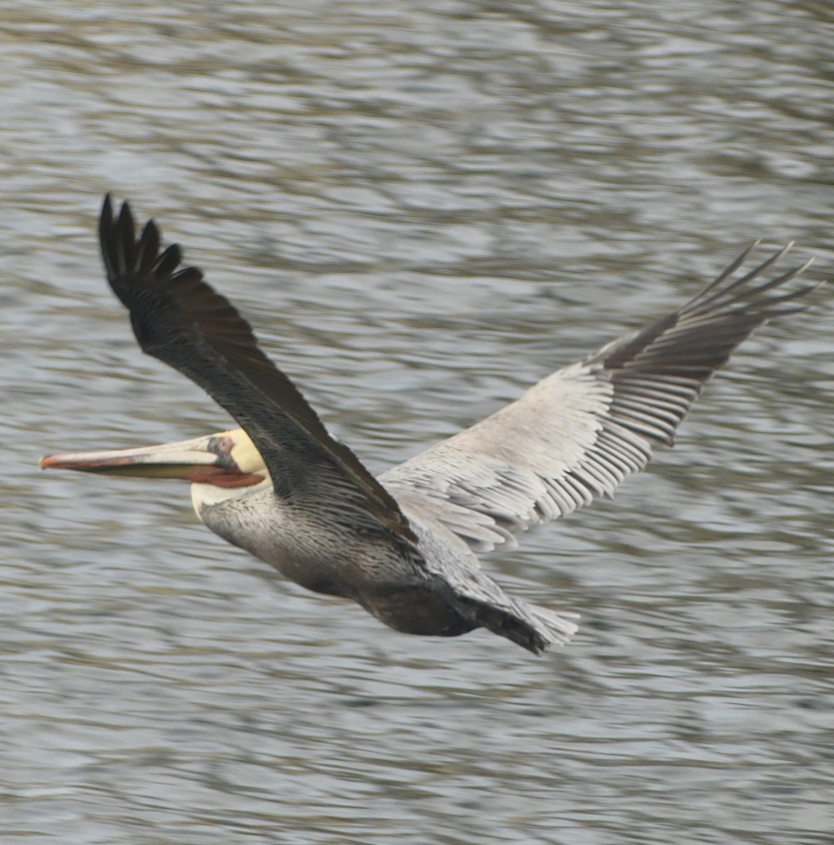 pelikán hnědý - ML628538158