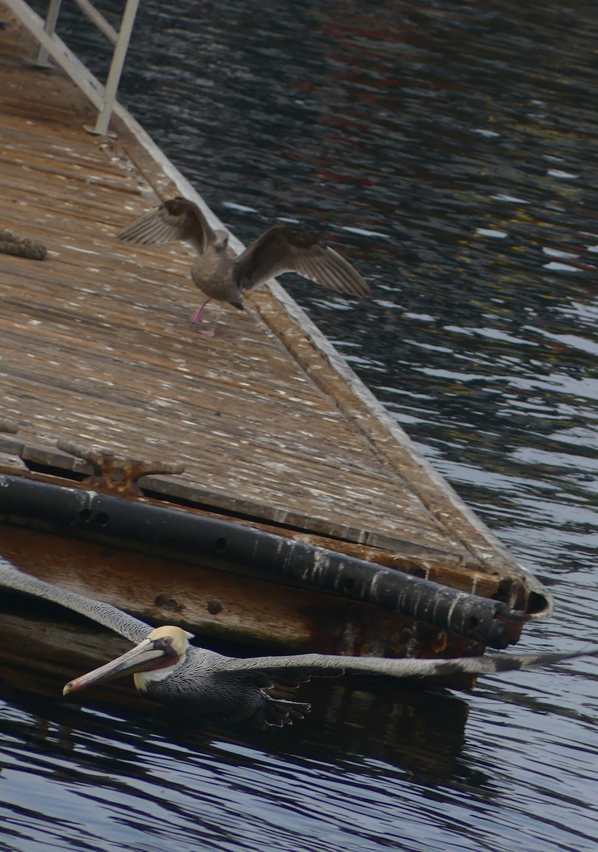 pelikán hnědý - ML628538159