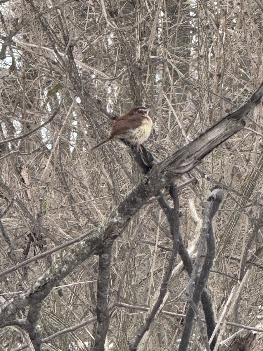 Carolina Wren - ML628538160