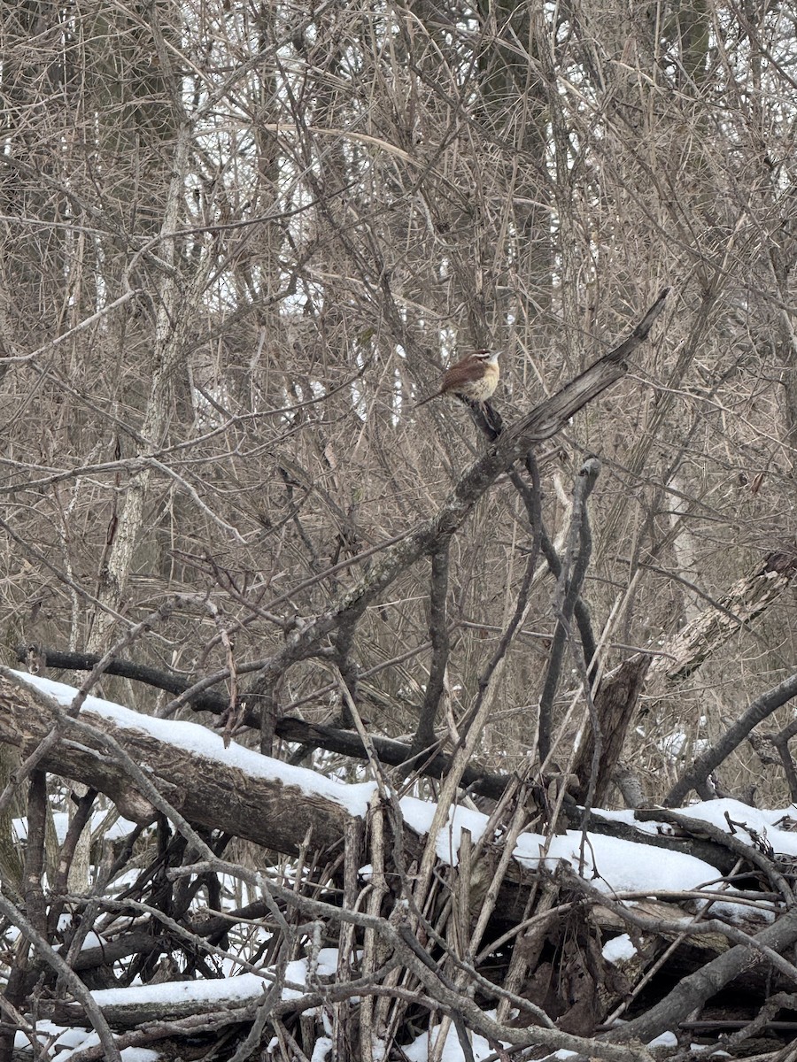 Carolina Wren - ML628538161