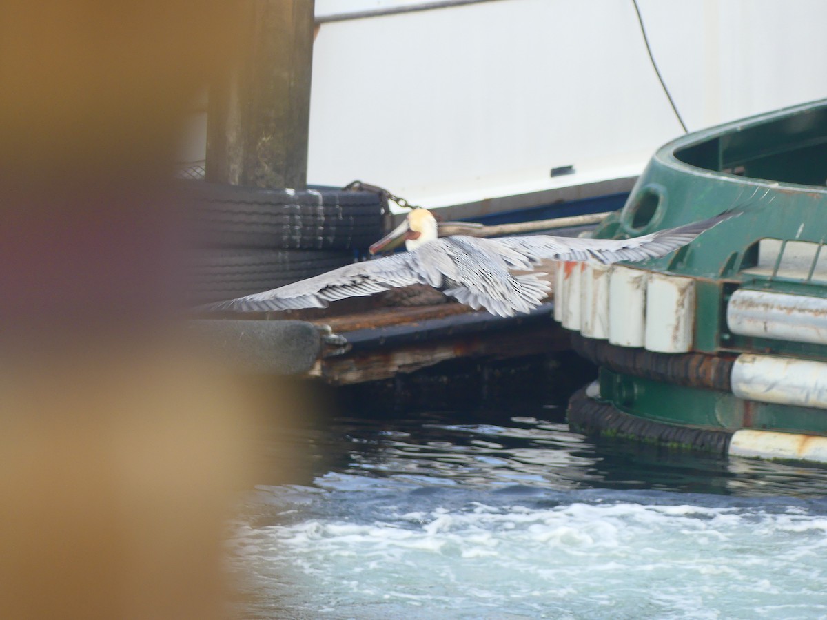 pelikán hnědý - ML628538162