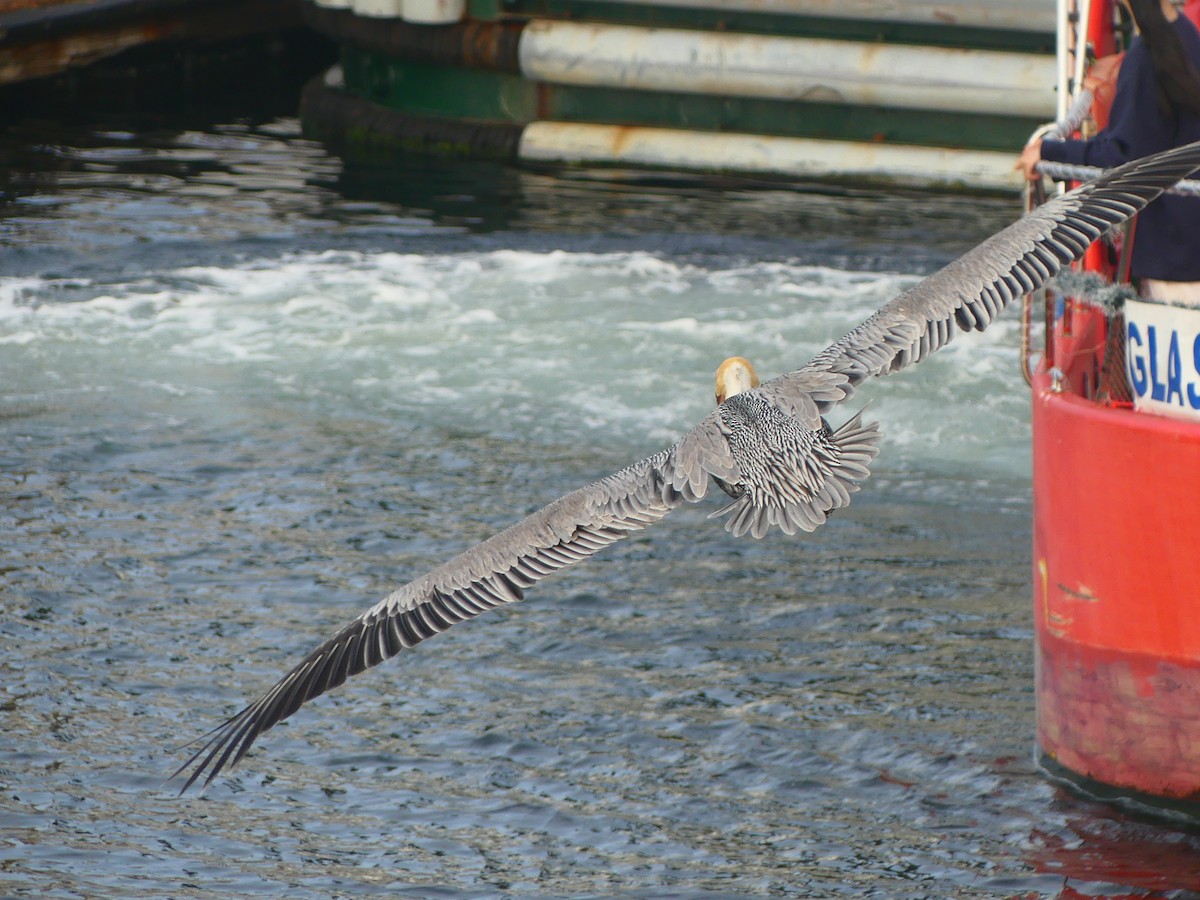 pelikán hnědý - ML628538163