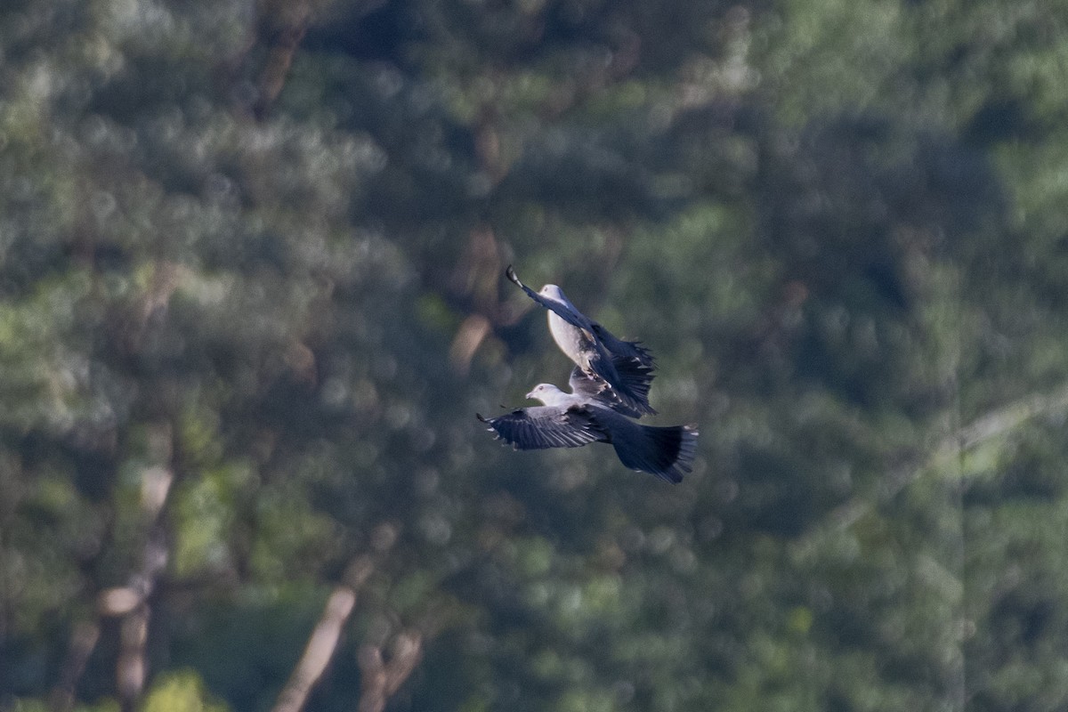 Malabar Imperial-Pigeon - ML628538293