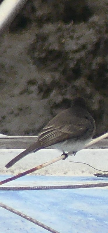 Black Phoebe - ML628538322