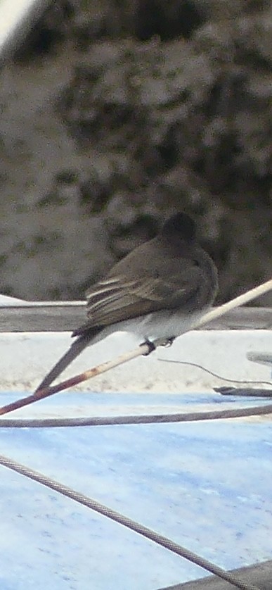 Black Phoebe - ML628538325