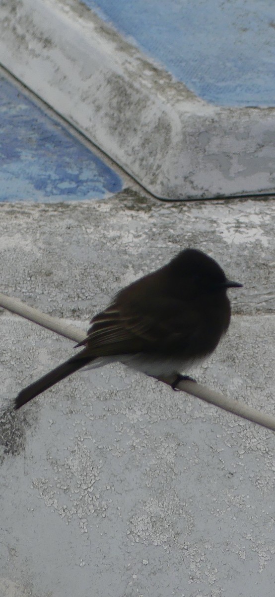 Black Phoebe - ML628538326