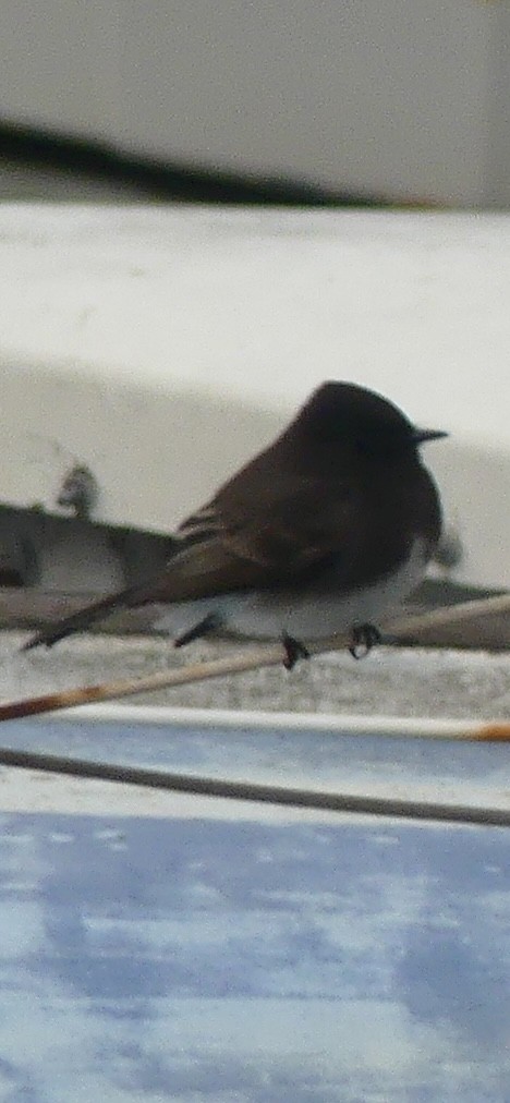 Black Phoebe - ML628538327