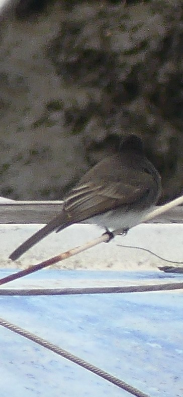 Black Phoebe - ML628538328
