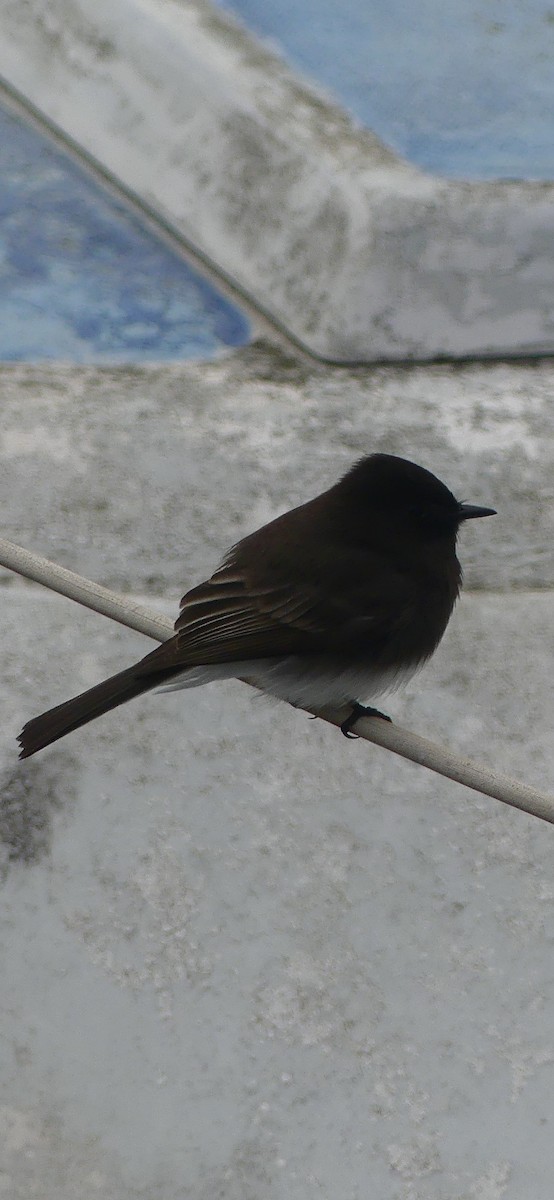 Black Phoebe - ML628538329