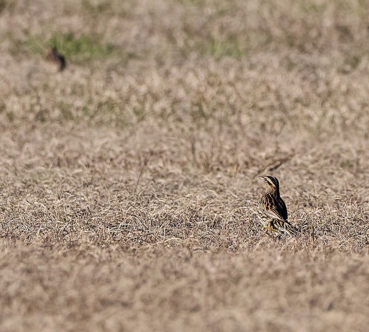 Eastern Meadowlark (Eastern) - ML628538387