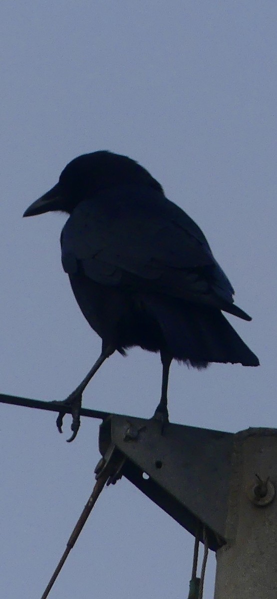 vrána americká - ML628538414