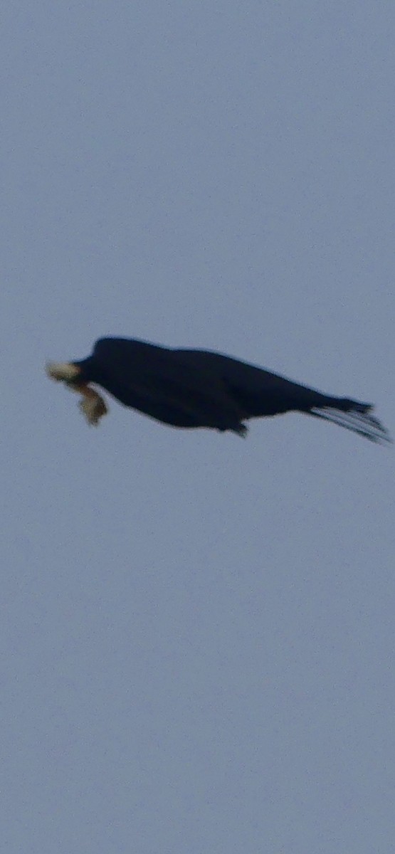 vrána americká - ML628538415