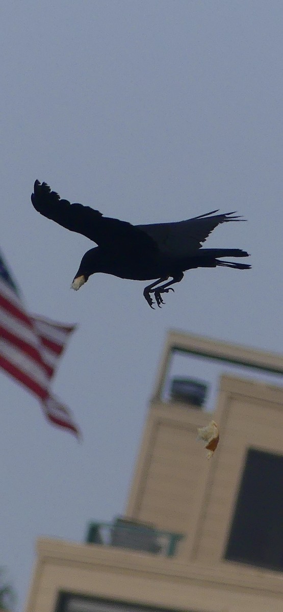 vrána americká - ML628538417