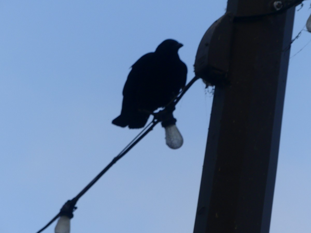 vrána americká - ML628538418