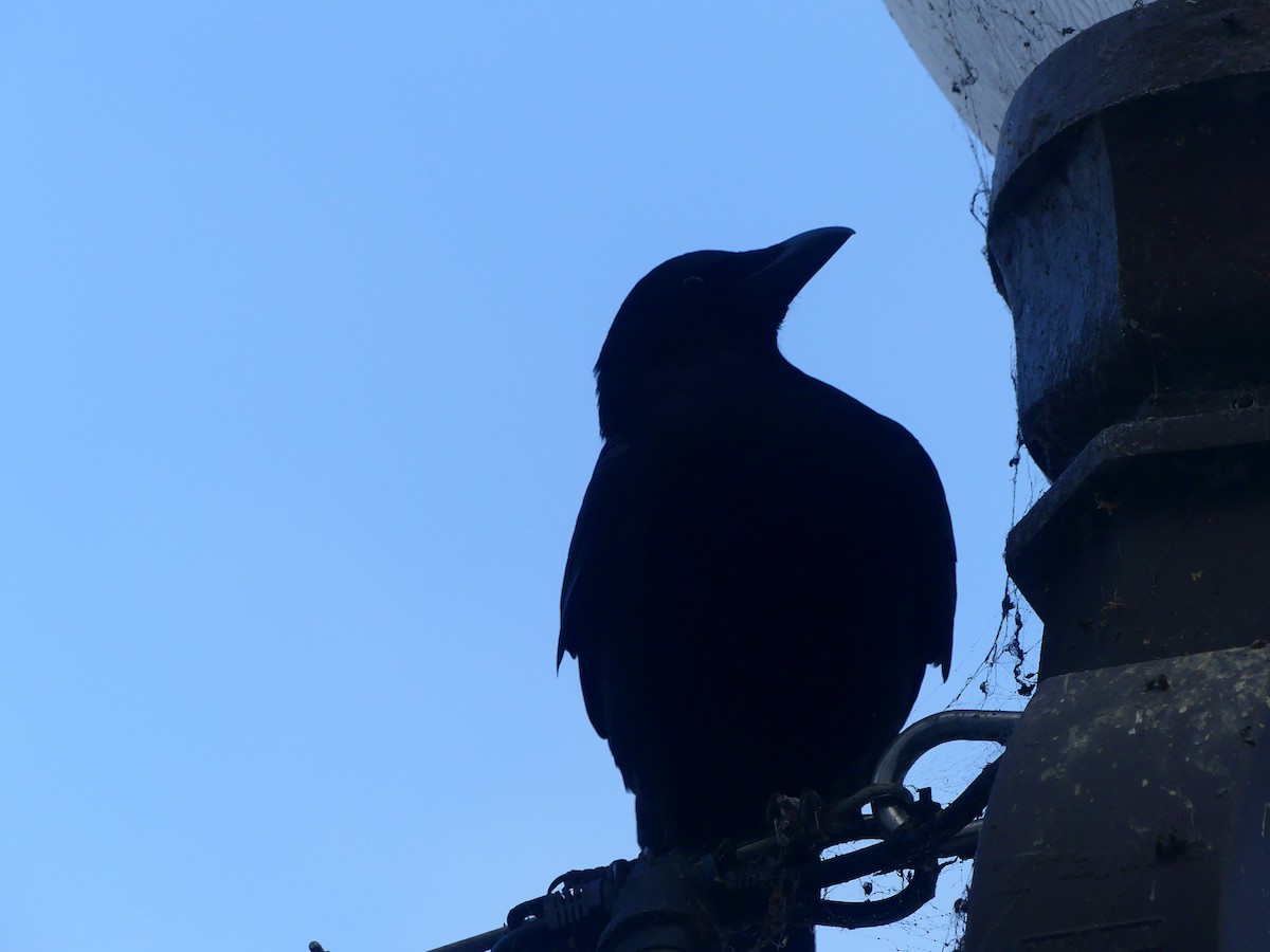 vrána americká - ML628538419