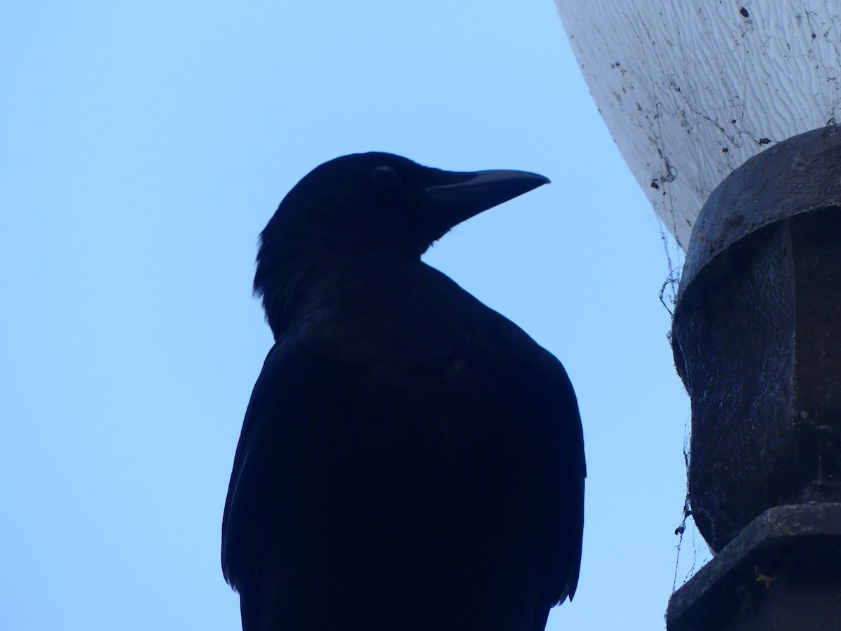 vrána americká - ML628538420