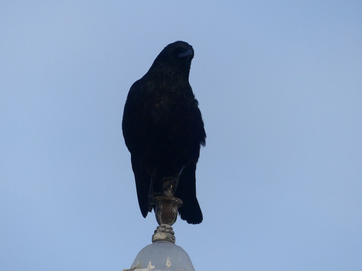 vrána americká - ML628538421