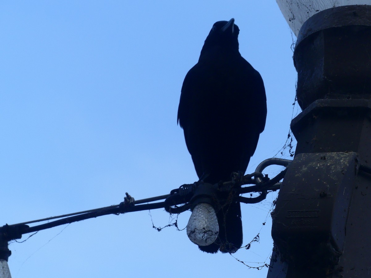 vrána americká - ML628538422