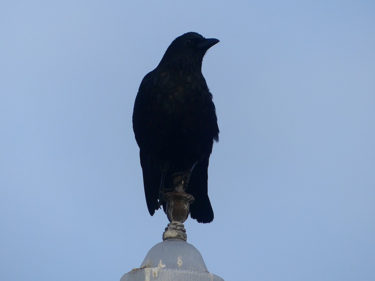 vrána americká - ML628538423