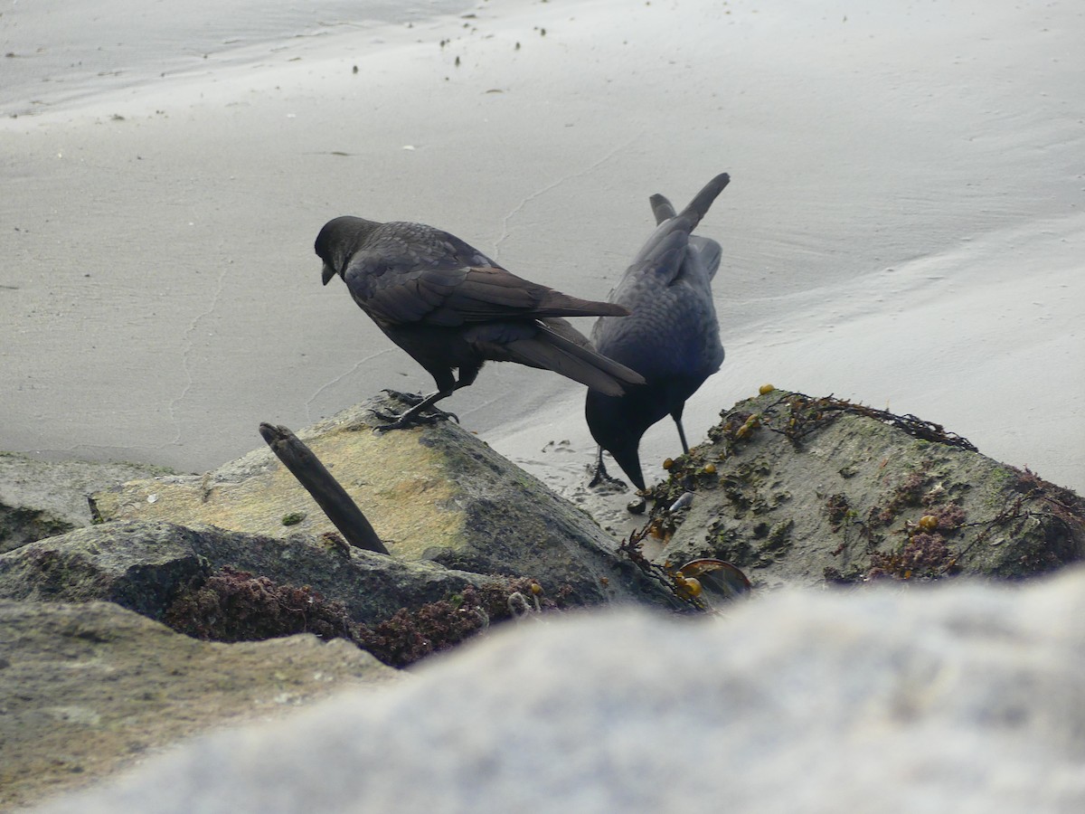 vrána americká - ML628538424