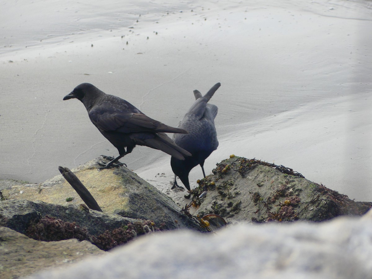 vrána americká - ML628538425