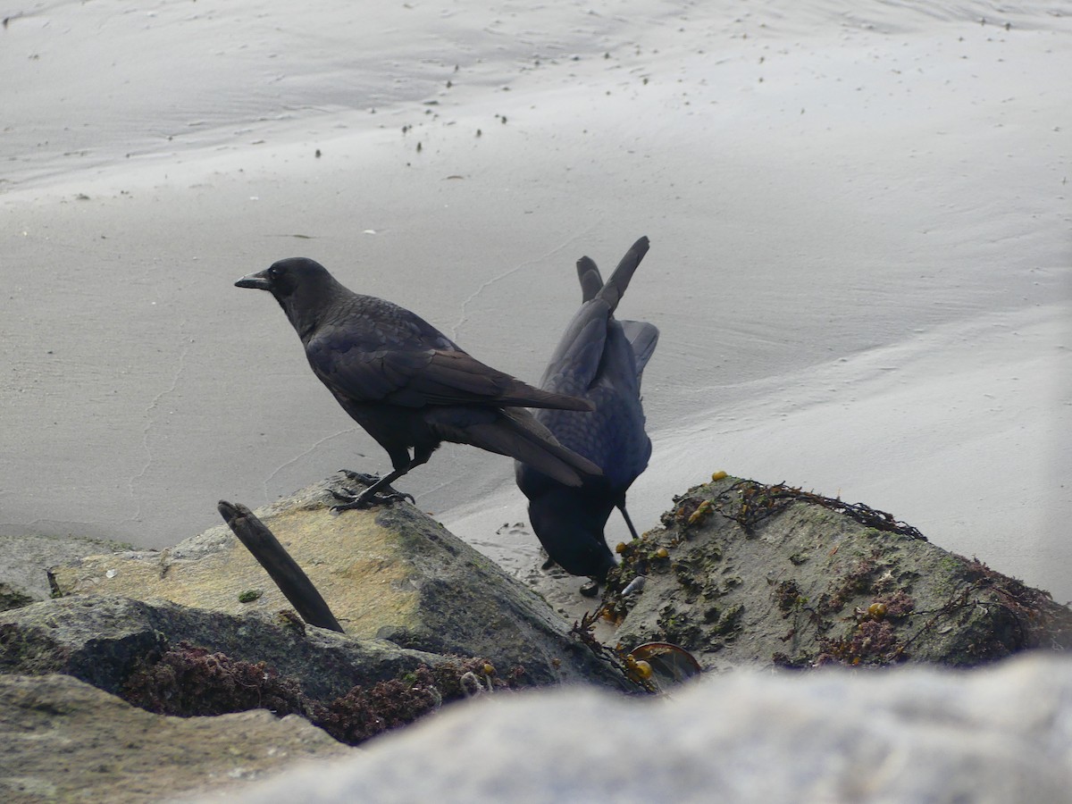 vrána americká - ML628538429