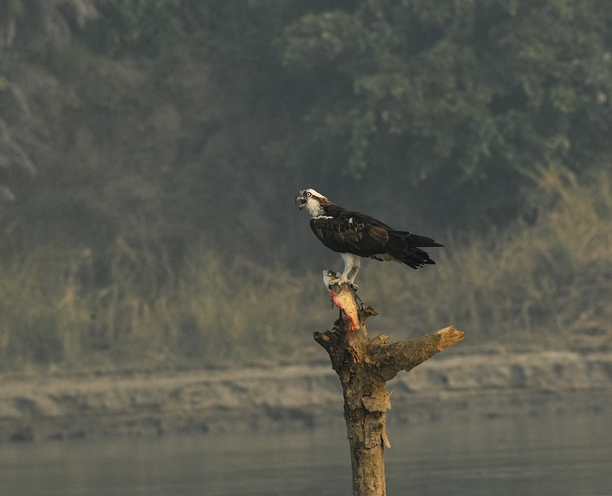 Osprey - ML628538986