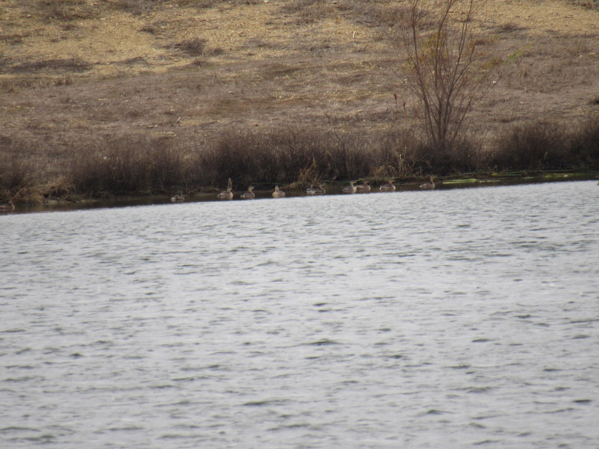 Pied-billed Grebe - ML628539086
