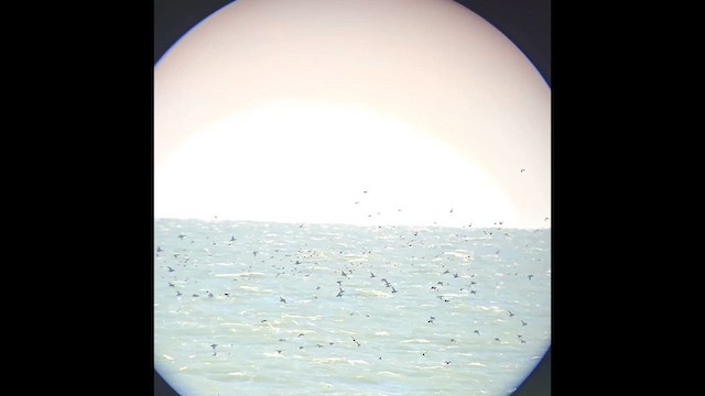 Surf Scoter - ML628539114