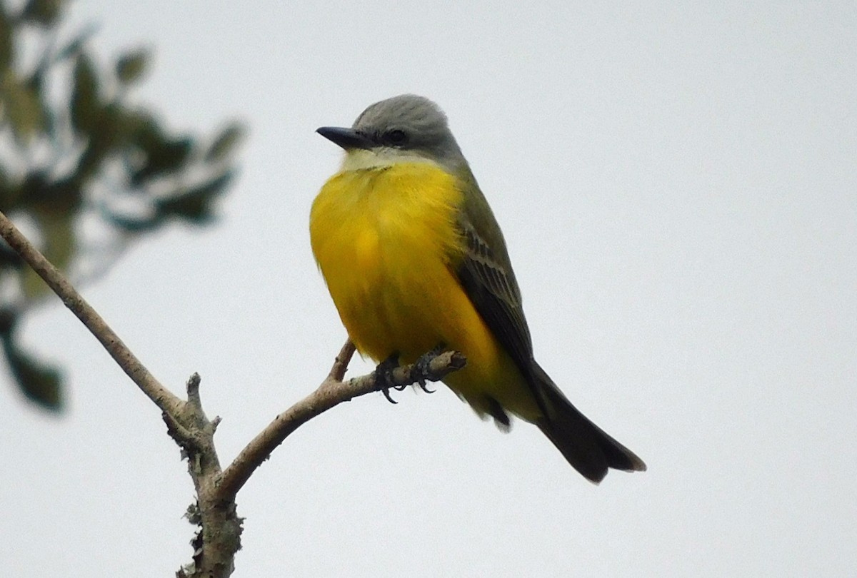 Couch's Kingbird - ML628539397