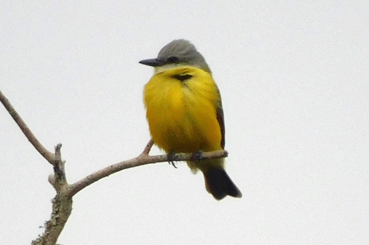 Couch's Kingbird - ML628539398