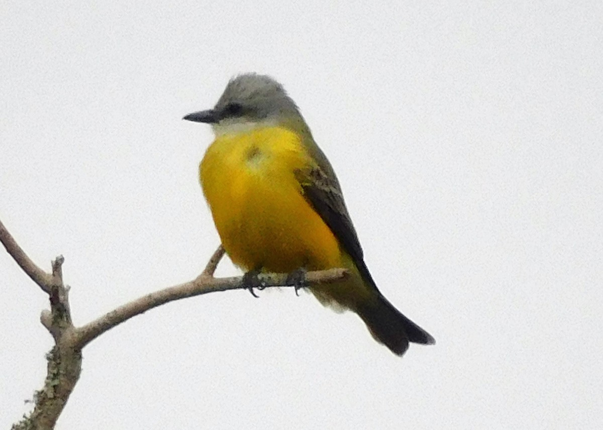 Couch's Kingbird - ML628539399