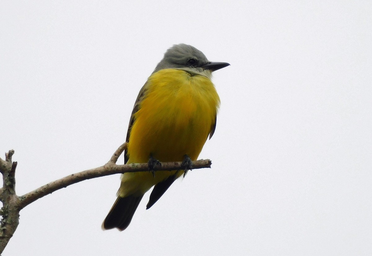 Couch's Kingbird - ML628539406