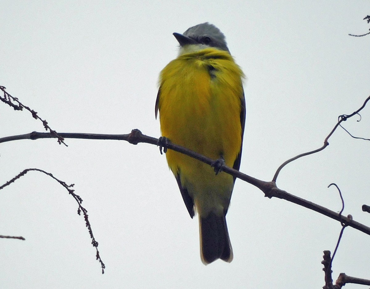 Couch's Kingbird - ML628539407