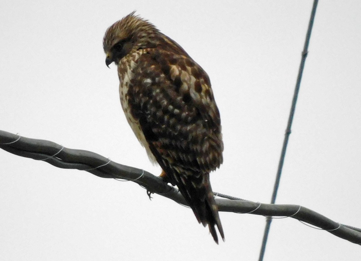 Red-shouldered Hawk - ML628539428