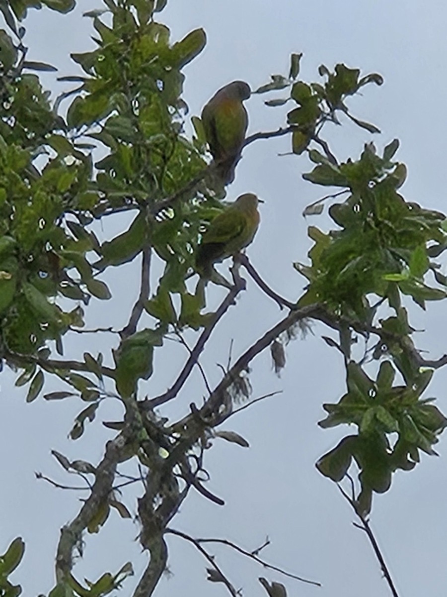 Orange-breasted Green-Pigeon - ML628539556