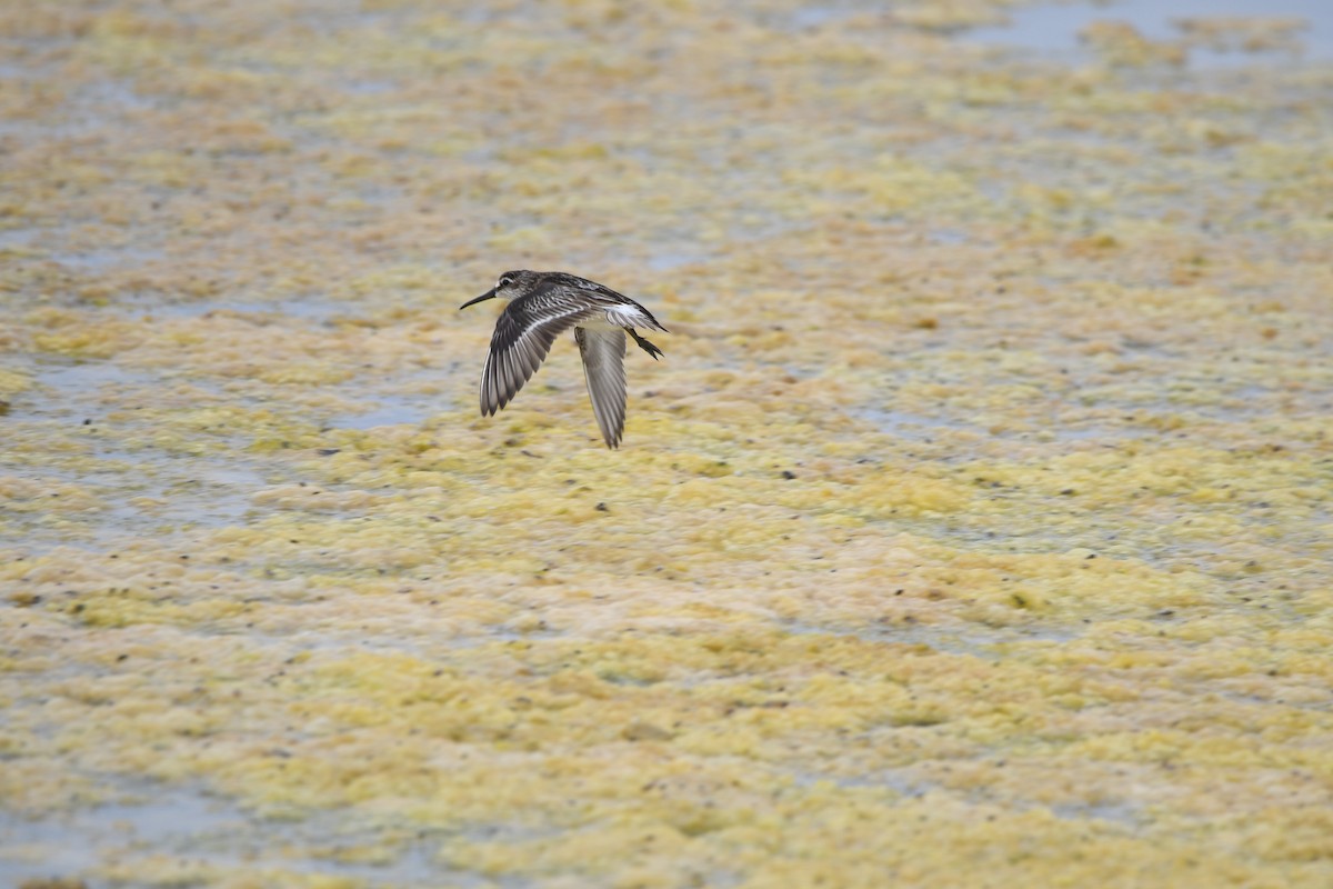 Broad-billed Sandpiper - ML628539657
