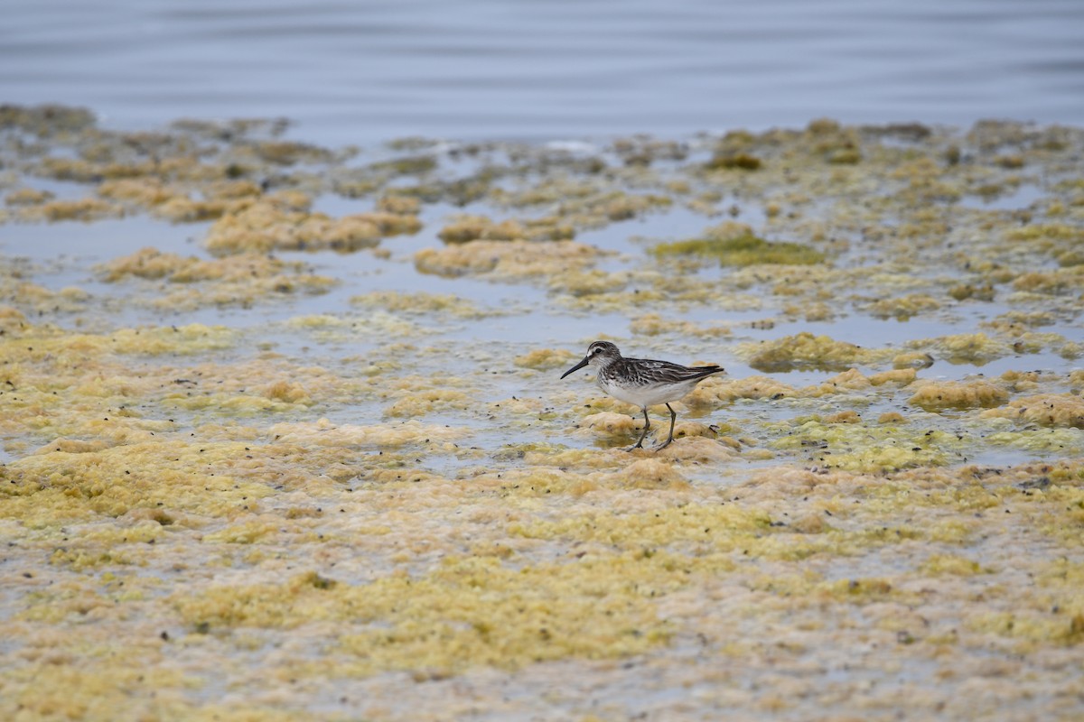 Broad-billed Sandpiper - ML628539664
