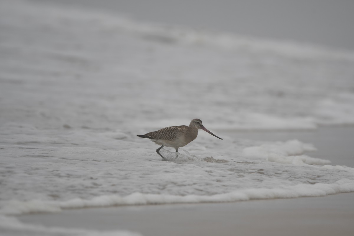 Bar-tailed Godwit - ML628539691