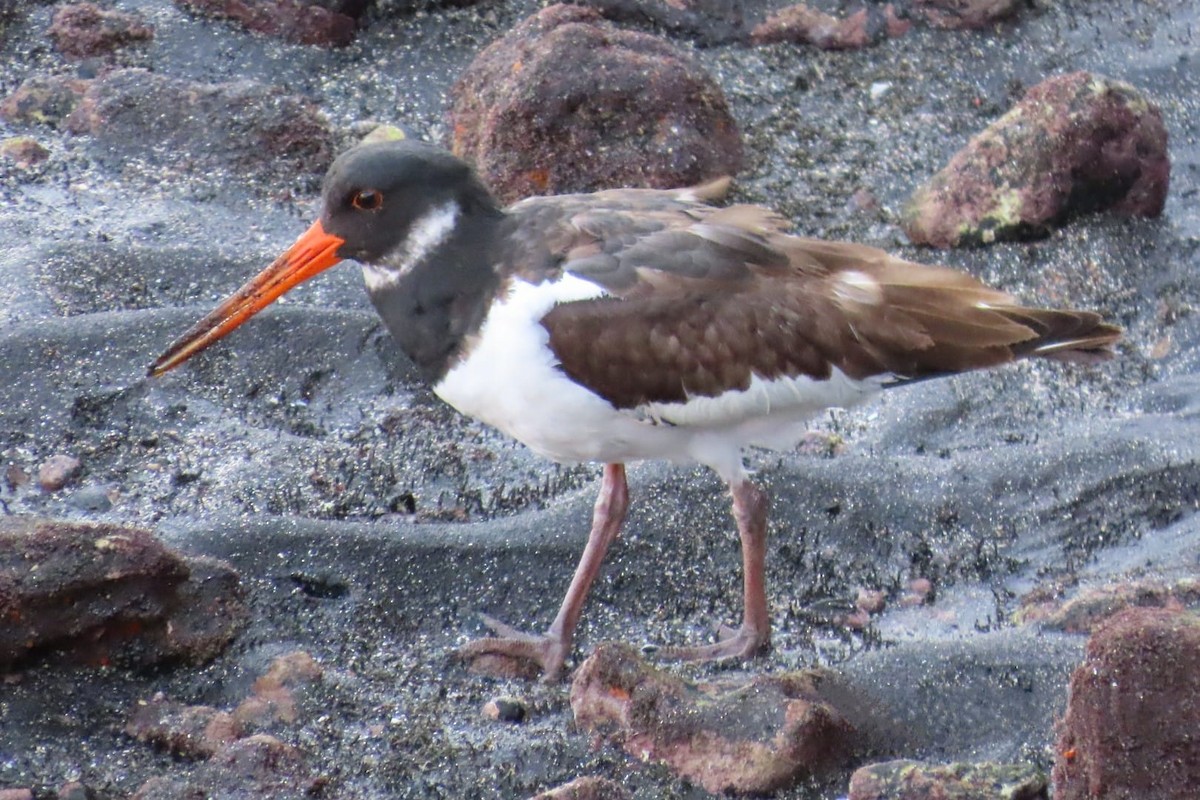 Eurasian Oystercatcher - ML628539710