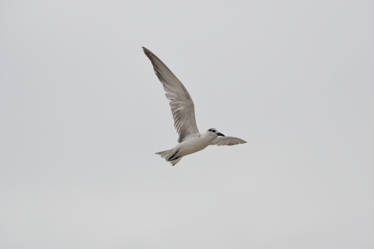 Whiskered Tern - ML628539719