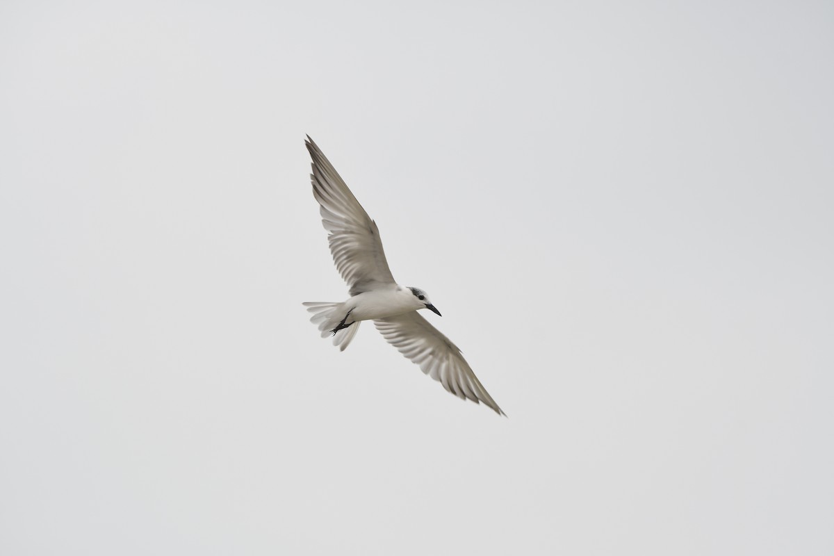 Whiskered Tern - ML628539720
