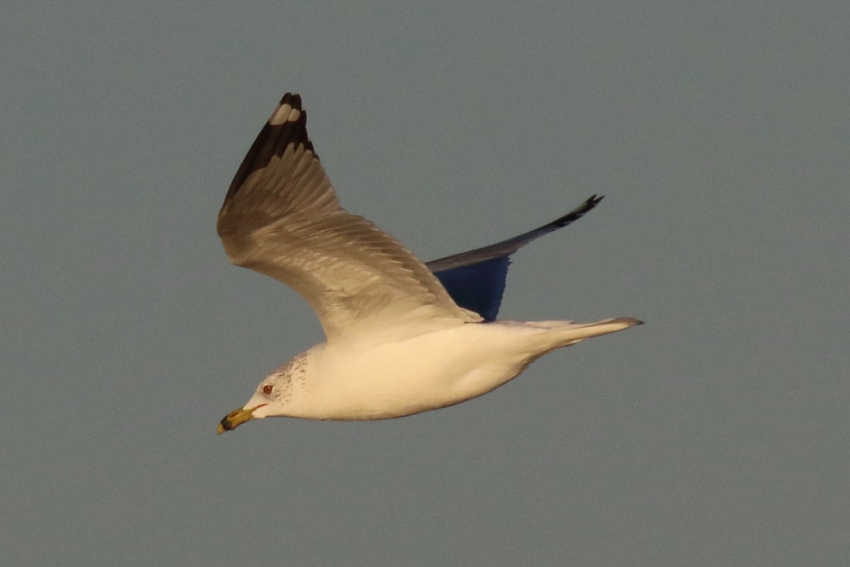ringnebbmåke - ML628539724