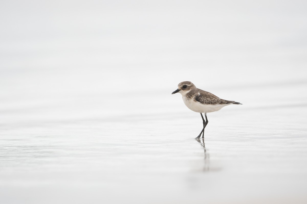 Tibetan Sand-Plover - ML628539738