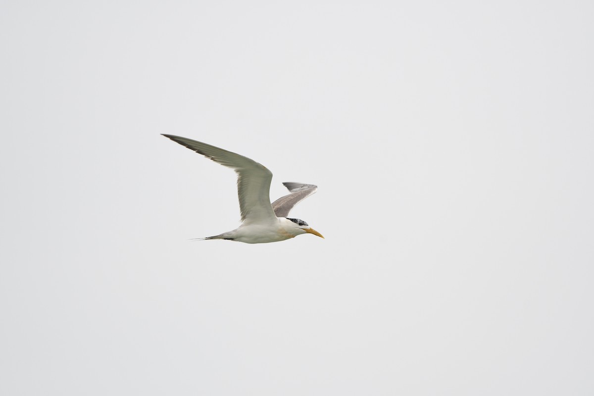 Great Crested Tern - ML628539774