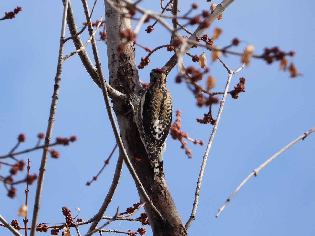 Yellow-bellied Sapsucker - ML628539789