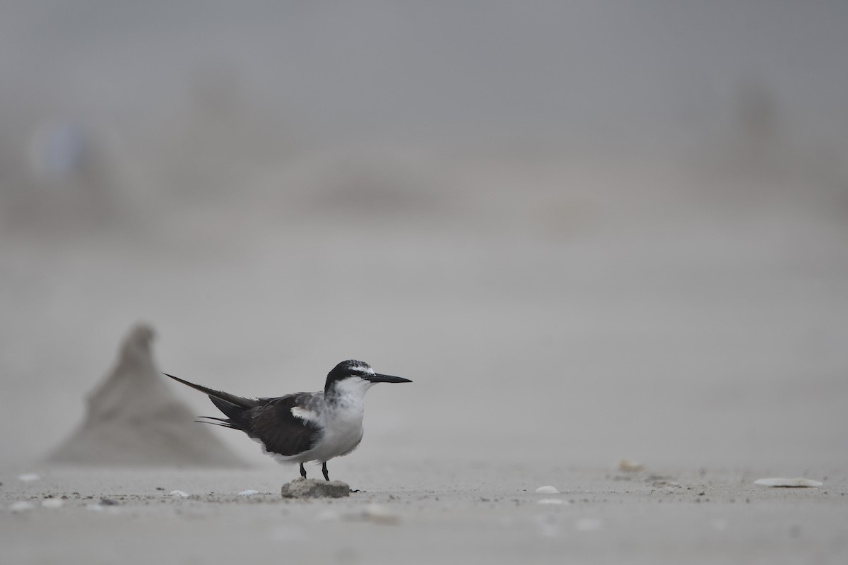 Bridled Tern - ML628539804